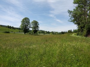 IMG_20240618_105107