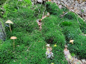 IMG-20241005-WA0000